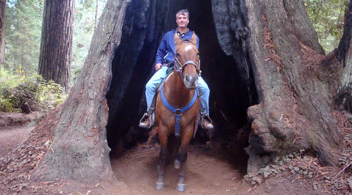 Redwood NP Horse-Thru Tree