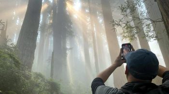 Redwood rays make for illuminating hikes