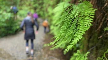 Fern Canyon now requires a permit