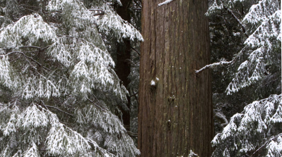 Redwoods – Redwood Coast Parks